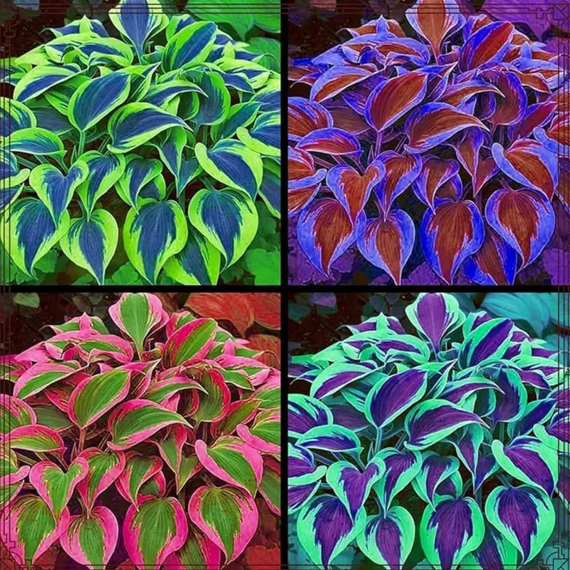 Variegated Hosta Seeds – Perennial Shade Plant Garden Favorite-DAN