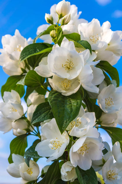 🏆 50K+ SOLD! 🌿❄️ FrostCharm Jasmine Seeds – Winter Planting, Perennial Blooms & Fragrant Garden Elegance 🌸-ZQ
