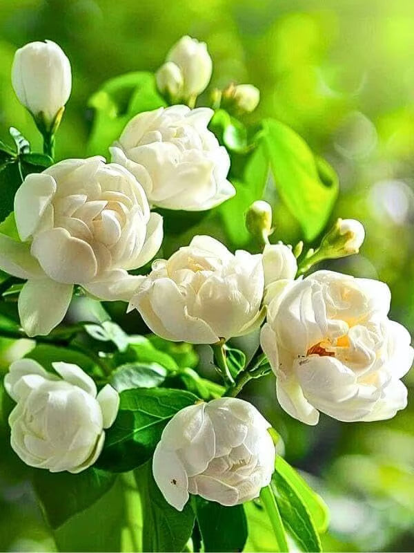 🏆 50K+ SOLD! 🌿❄️ FrostCharm Jasmine Seeds – Winter Planting, Perennial Blooms & Fragrant Garden Elegance 🌸-DAN