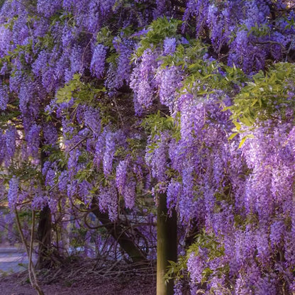 🌸WISTERIA Seeds - THE GARDEN’S CASCADING BEAUTY ALL YEAR ROUND-DAN