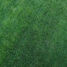 Grass Seed and Shade Grass, Grows quickly and withstands all seasons, perfect for high-quality turf and golf courses, High Germination Grass Seeds Grown in USA-LIN