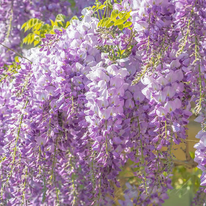 🌸WISTERIA Seeds - THE GARDEN’S CASCADING BEAUTY ALL YEAR ROUND-DAN