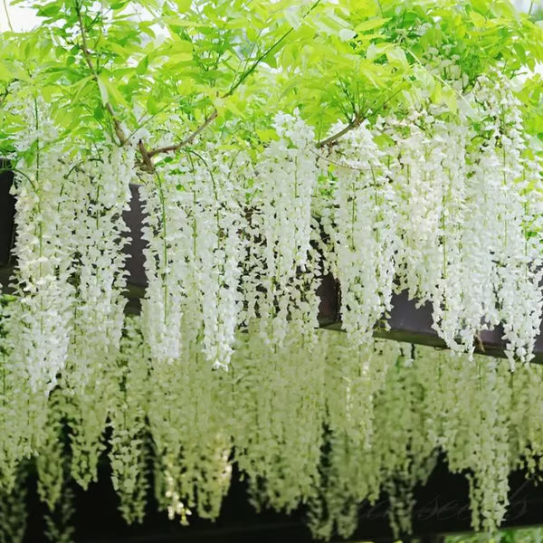 🌸WISTERIA Seeds - THE GARDEN’S CASCADING BEAUTY ALL YEAR ROUND-DAN