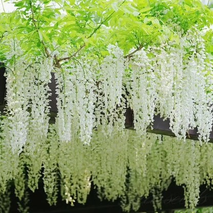 🌸WISTERIA Seeds - THE GARDEN’S CASCADING BEAUTY ALL YEAR ROUND-DAN