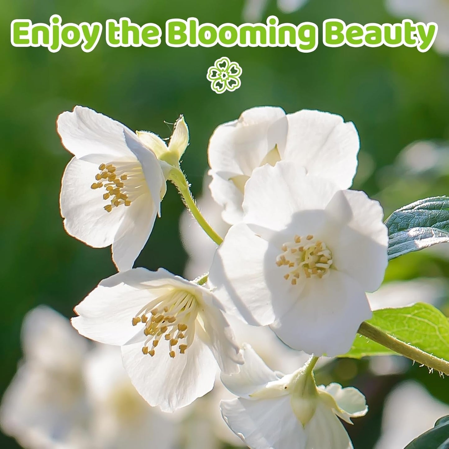 🏆 50K+ SOLD! 🌿❄️ FrostCharm Jasmine Seeds – Winter Planting, Perennial Blooms & Fragrant Garden Elegance 🌸-ZQ
