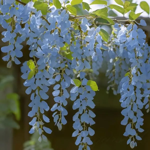 🌸WISTERIA Seeds - THE GARDEN’S CASCADING BEAUTY ALL YEAR ROUND-DAN