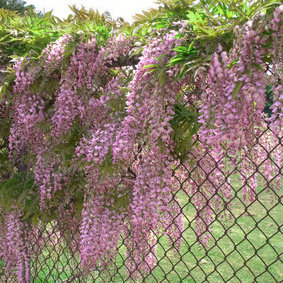 🌸WISTERIA Seeds - THE GARDEN’S CASCADING BEAUTY ALL YEAR ROUND-DAN
