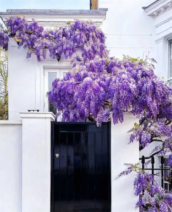 🌸WISTERIA Seeds - THE GARDEN’S CASCADING BEAUTY ALL YEAR ROUND-DAN