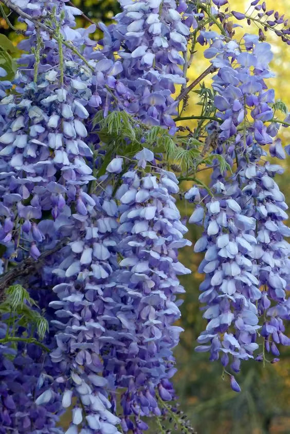 🌸WISTERIA Seeds - THE GARDEN’S CASCADING BEAUTY ALL YEAR ROUND-DAN