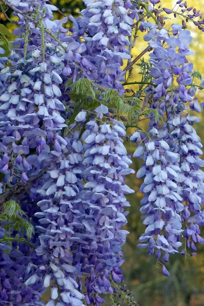 🌸WISTERIA Seeds - THE GARDEN’S CASCADING BEAUTY ALL YEAR ROUND-DAN