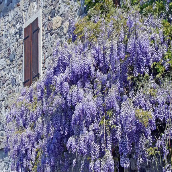 🌸WISTERIA Seeds - THE GARDEN’S CASCADING BEAUTY ALL YEAR ROUND-DAN