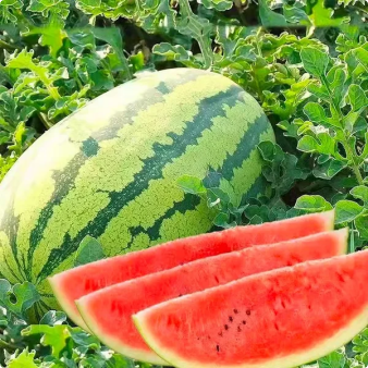 🔥Last day clearance🍉Giant Ruby Watermelon Seeds (Non-GMO)🍉-ZQ