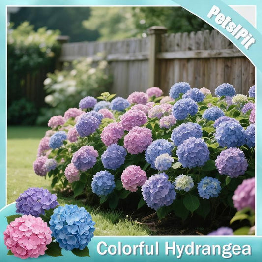 Colorful Hydrangea Bush - Vibrant Multi-Color Blooms for Garden & Patio | Hardy Perennial Flower Plant-AJZ