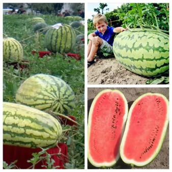 🔥Last day clearance🍉Giant Ruby Watermelon Seeds (Non-GMO)🍉-ZQ