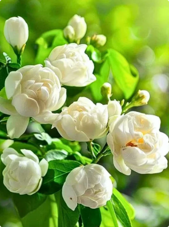 🏆 50K+ SOLD! 🌿❄️ FrostCharm Jasmine Seeds – Winter Planting, Perennial Blooms & Fragrant Garden Elegance 🌸-ZQ