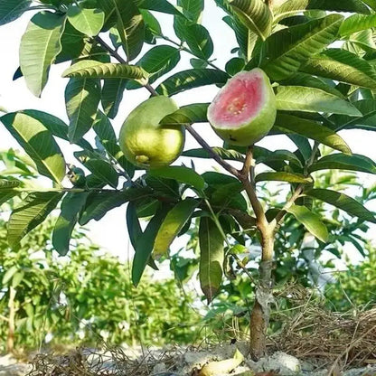 Guava seeds, suitable forpotted plants,greenhouses andoutdoor gardens,easy-to-cultivate fruit treeseeds-DAN