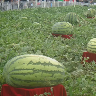 🔥Last day clearance🍉Giant Ruby Watermelon Seeds (Non-GMO)🍉-ZQ