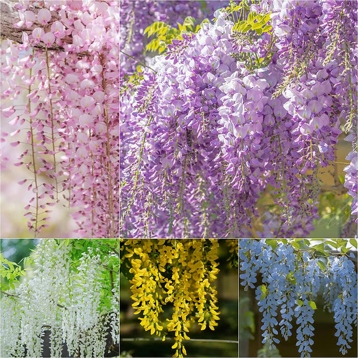 🌸WISTERIA Seeds - THE GARDEN’S CASCADING BEAUTY ALL YEAR ROUND-DAN
