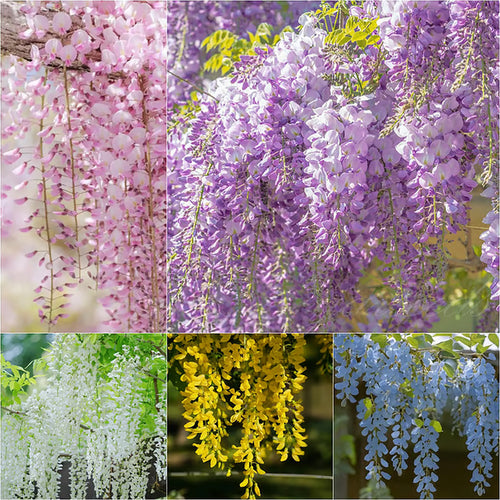 🌸WISTERIA Seeds - THE GARDEN’S CASCADING BEAUTY ALL YEAR ROUND-DAN