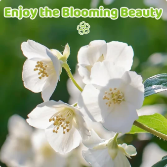 🏆 50K+ SOLD! 🌿❄️ FrostCharm Jasmine Seeds – Winter Planting, Perennial Blooms & Fragrant Garden Elegance 🌸-ZQ