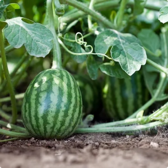 🔥Last day clearance🍉Giant Ruby Watermelon Seeds (Non-GMO)🍉-ZQ