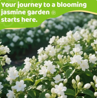 🏆 50K+ SOLD! 🌿❄️ FrostCharm Jasmine Seeds – Winter Planting, Perennial Blooms & Fragrant Garden Elegance 🌸-ZQ