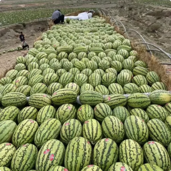 🔥Last day clearance🍉Giant Ruby Watermelon Seeds (Non-GMO)🍉-ZQ