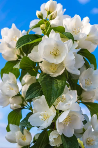 🏆 50K+ SOLD! 🌿❄️ FrostCharm Jasmine Seeds – Winter Planting, Perennial Blooms & Fragrant Garden Elegance 🌸-ZQ