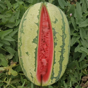 🔥Last day clearance🍉Giant Ruby Watermelon Seeds (Non-GMO)🍉-ZQ