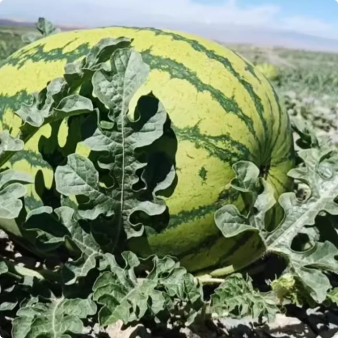 🔥Last day clearance🍉Giant Ruby Watermelon Seeds (Non-GMO)🍉-ZQ
