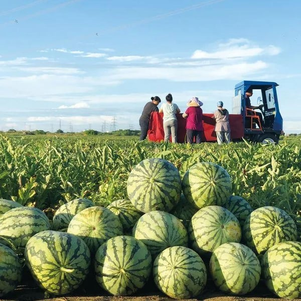 🔥Last day clearance🍉Giant Ruby Watermelon Seeds (Non-GMO)🍉-ZQ