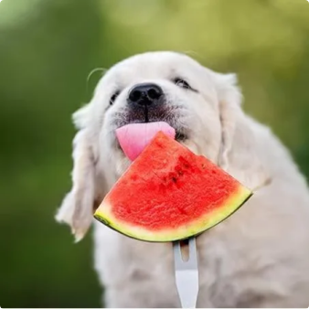 🔥Last day clearance🍉Giant Ruby Watermelon Seeds (Non-GMO)🍉-ZQ