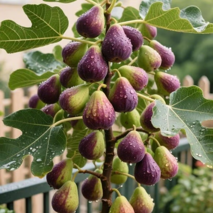 🏆 New Harvest🌿Brown Turkey Fig Seeds –High Yield & Easy to Grow (Container Friendly & 99% Germination)-LIN