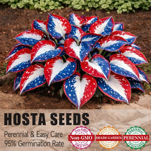 🎉America 250th Anniversary🌱Premium Rare Hosta Seeds🌿Shade-Tolerant Plant-DAN