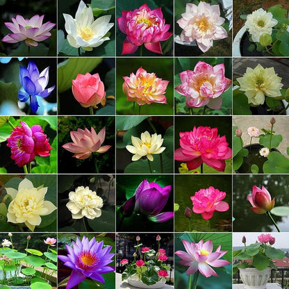 15 Pcs Mixed Bonsai Bowl Lotus Seeds - Vibrant Water Lilys Flower Plant for Fresh Gardens - Non-GMO Aquatic Seeds (Mixed Color)-AJZ