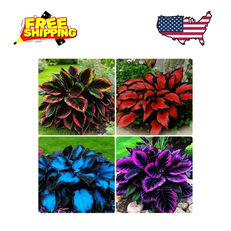 Variegated Hosta Seeds  – Perennial Shade Plant Garden Favorite-DAN