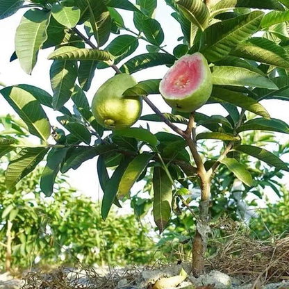 Guava seeds, suitable for potted plants, greenhouses and outdoor gardens, easy-to-cultivate fruit tree seeds.-AJZ