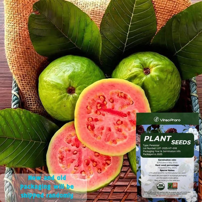 Guava seeds, suitable for potted plants, greenhouses and outdoor gardens, easy-to-cultivate fruit tree seeds.-AJZ