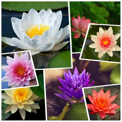 15 Pcs Mixed Bonsai Bowl Lotus Seeds - Vibrant Water Lilys Flower Plant for Fresh Gardens - Non-GMO Aquatic Seeds (Mixed Color)-AJZ