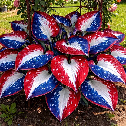 Rare Red White Blue Hosta Seeds – Patriotic Perennial Heart-Shaped Foliage for Shade Gardens-AJZ