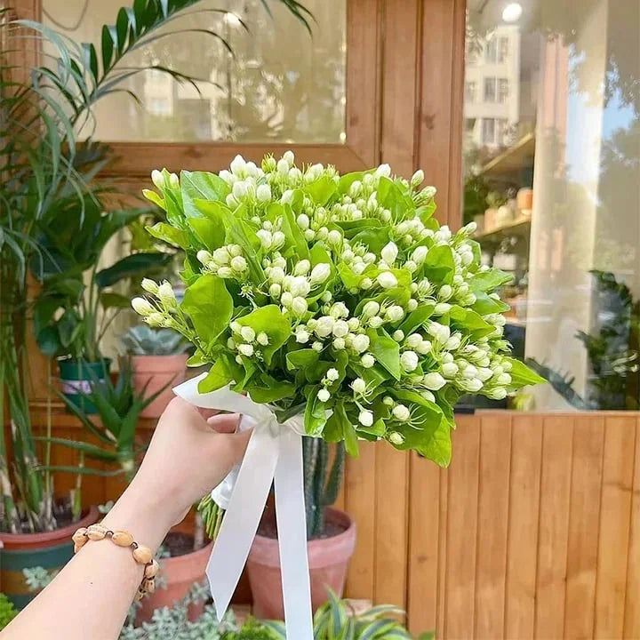 Double Petal Jasmine Seeds | Fragrant Blooms All Year | Easy-to-Grow for Balcony & Garden | Ornamental Flower Seeds-AJZ
