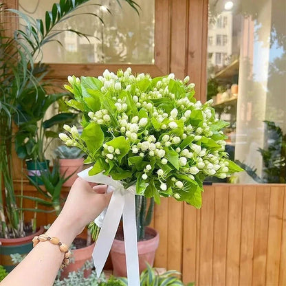 Double Petal Jasmine Seeds | Fragrant Blooms All Year | Easy-to-Grow for Balcony & Garden | Ornamental Flower Seeds-AJZ