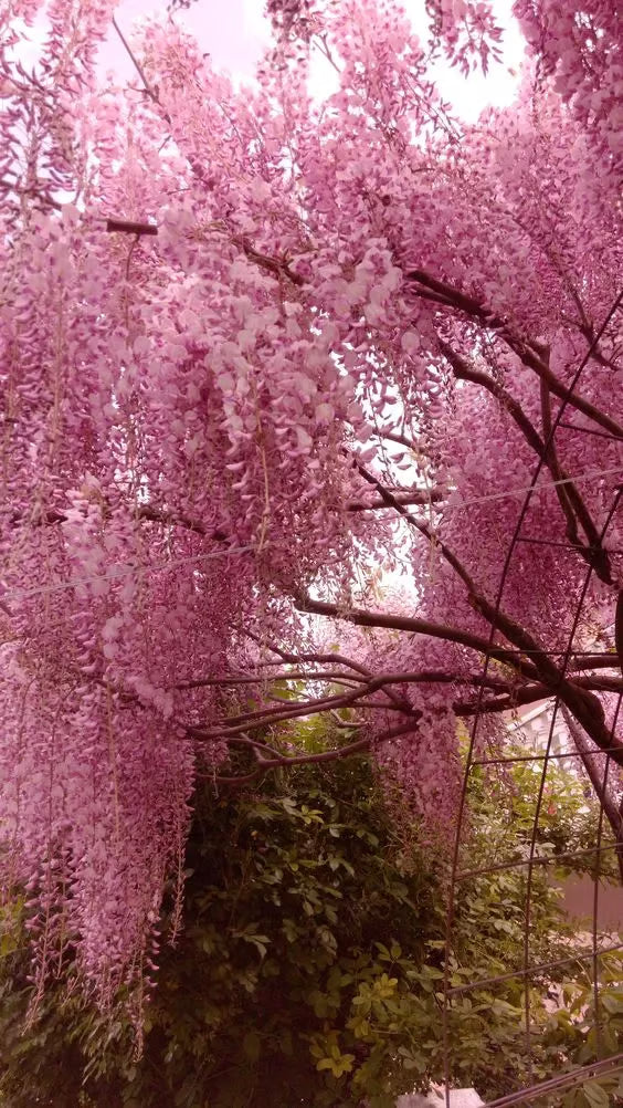 🌸WISTERIA Seeds - THE GARDEN’S CASCADING BEAUTY ALL YEAR ROUND-DAN