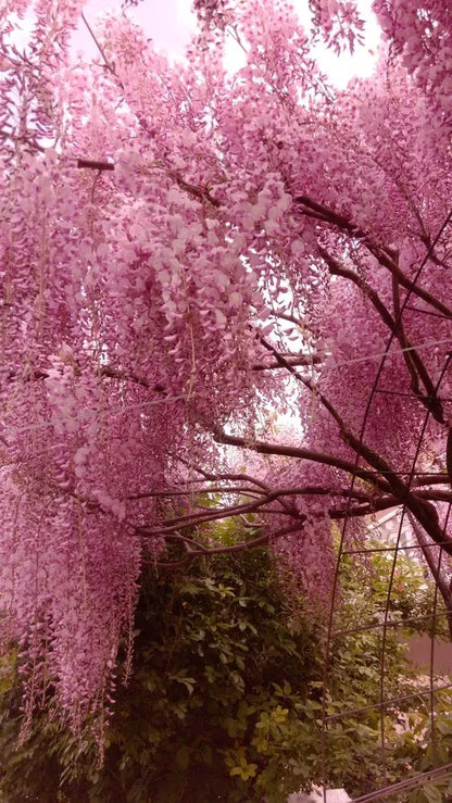 🌸WISTERIA Seeds - THE GARDEN’S CASCADING BEAUTY ALL YEAR ROUND-DAN
