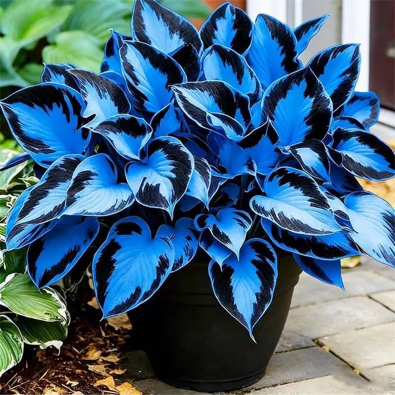 Variegated Hosta Seeds  – Perennial Shade Plant Garden Favorite-DAN