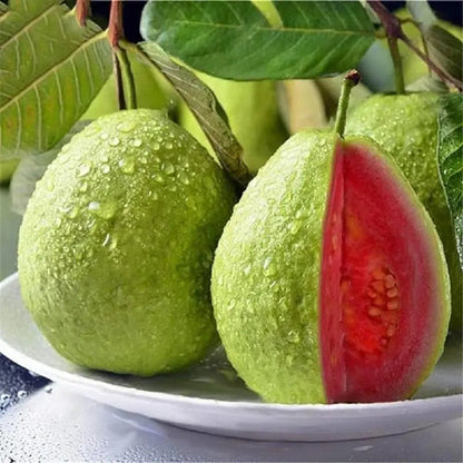 Guava seeds, suitable forpotted plants,greenhouses andoutdoor gardens,easy-to-cultivate fruit treeseeds-DAN