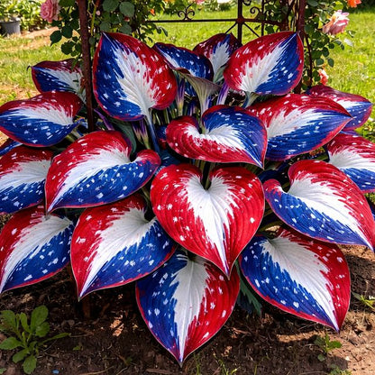 🎉America 250th Anniversary🌱Premium Rare Hosta Seeds🌿Shade-Tolerant Plant-DAN