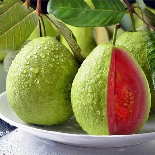 Guava seeds, suitable for potted plants, greenhouses and outdoor gardens, easy-to-cultivate fruit tree seeds.-AJZ