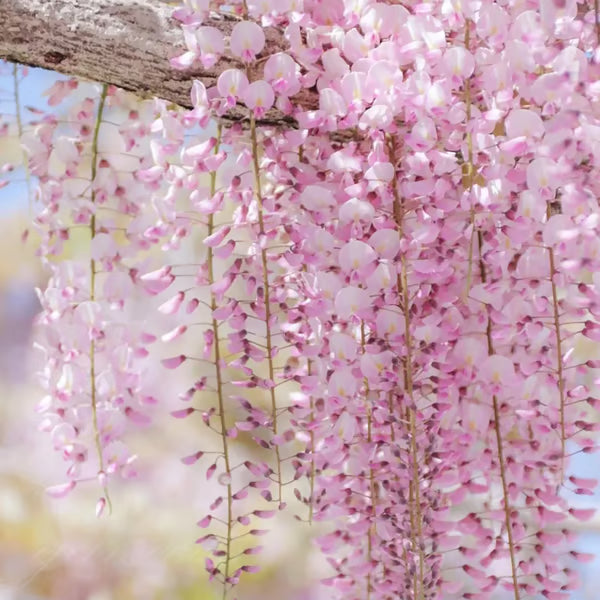 🌸WISTERIA Seeds - THE GARDEN’S CASCADING BEAUTY ALL YEAR ROUND-DAN