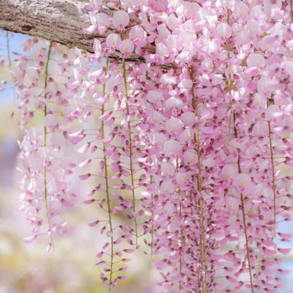 🌸WISTERIA Seeds - THE GARDEN’S CASCADING BEAUTY ALL YEAR ROUND-DAN